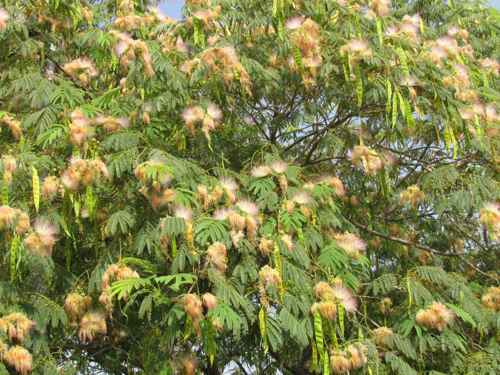 Etchmiadzin - Tree