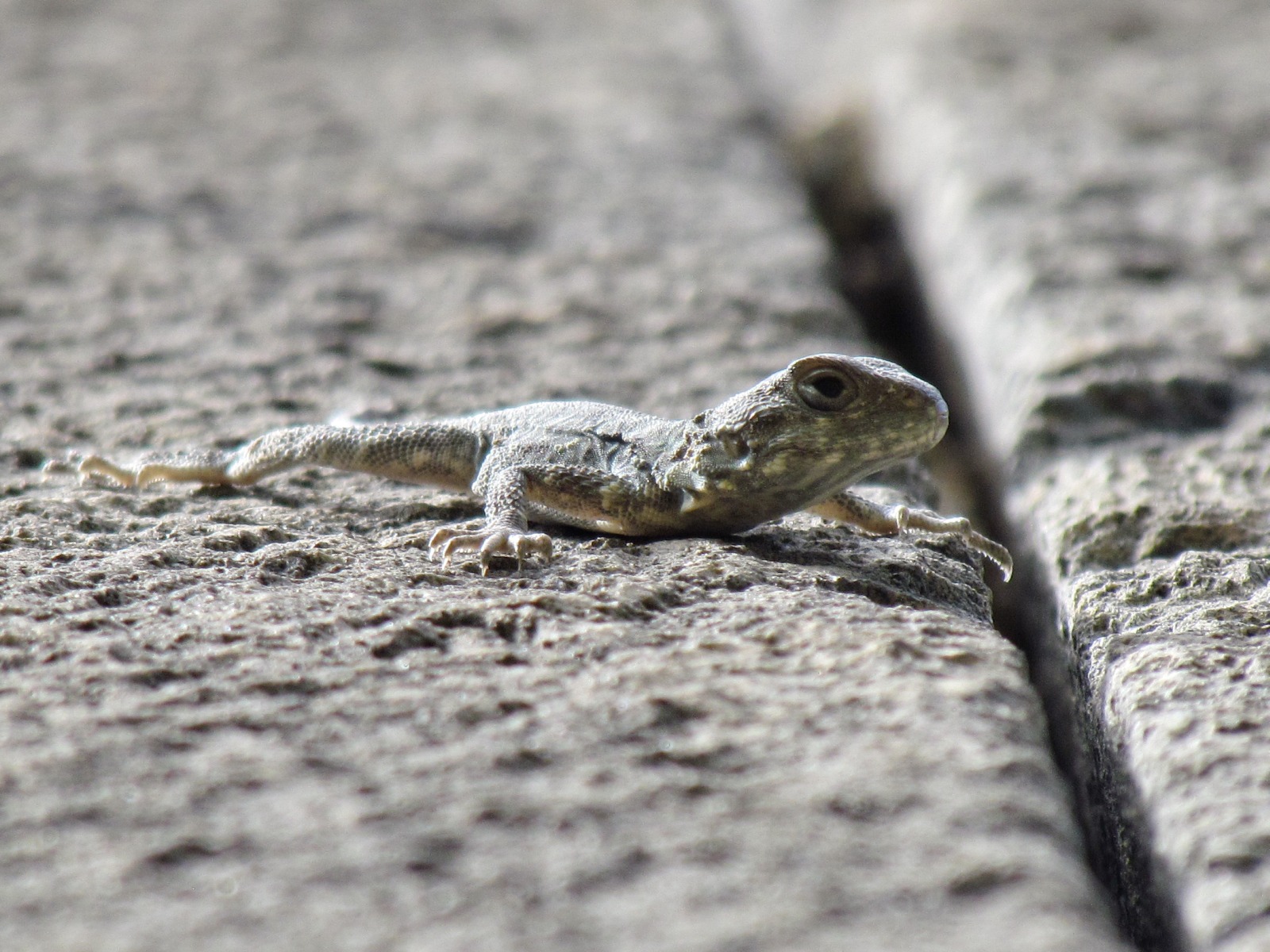 Haghpat monastery - Lizard