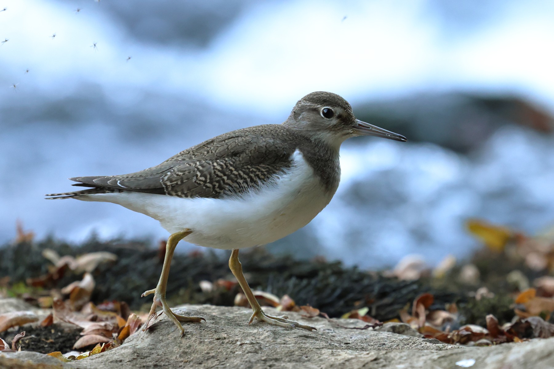 Common sandpiper (Actitis hypoleucos)