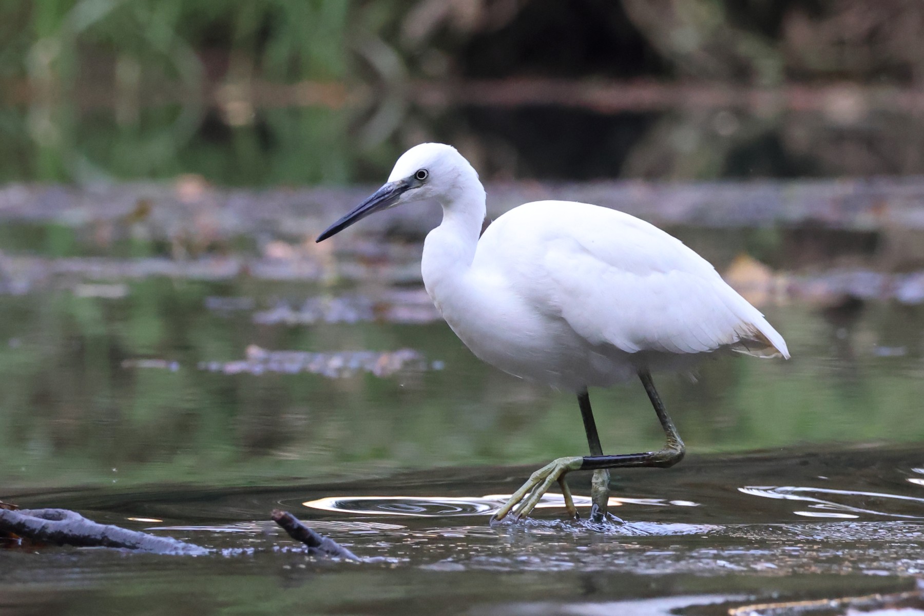 Little egret (Egretta garzetta)