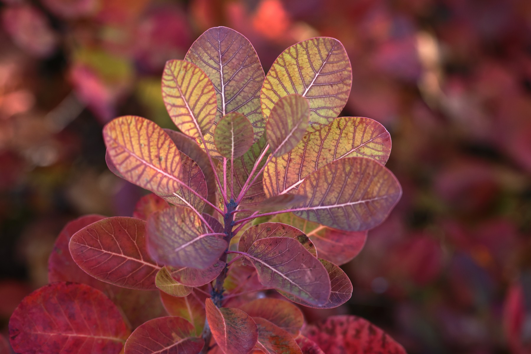 Smoke tree Cotinus coggygria