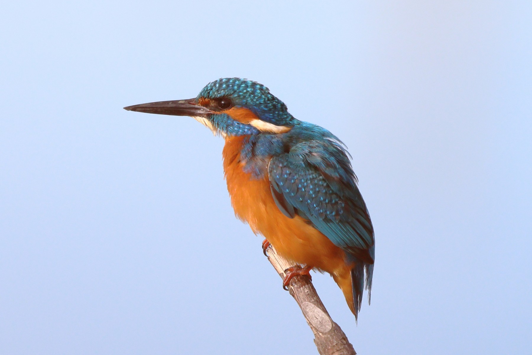 Common kingfisher (Alcedo atthis)