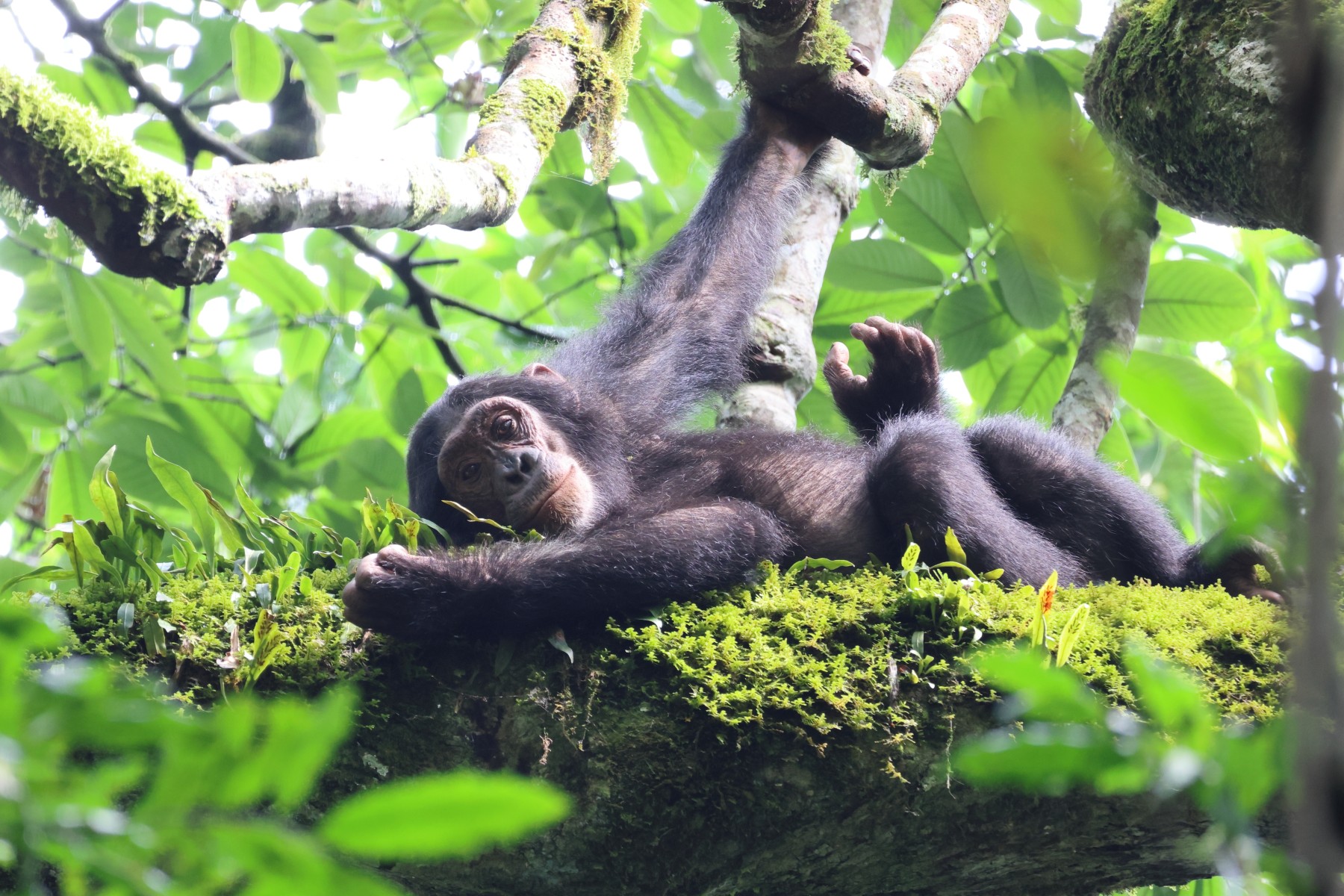 Eastern chimpanzee (Pan troglodytes schweinfurthii)