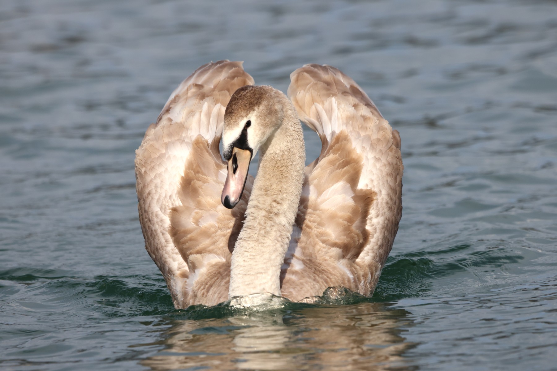Swan