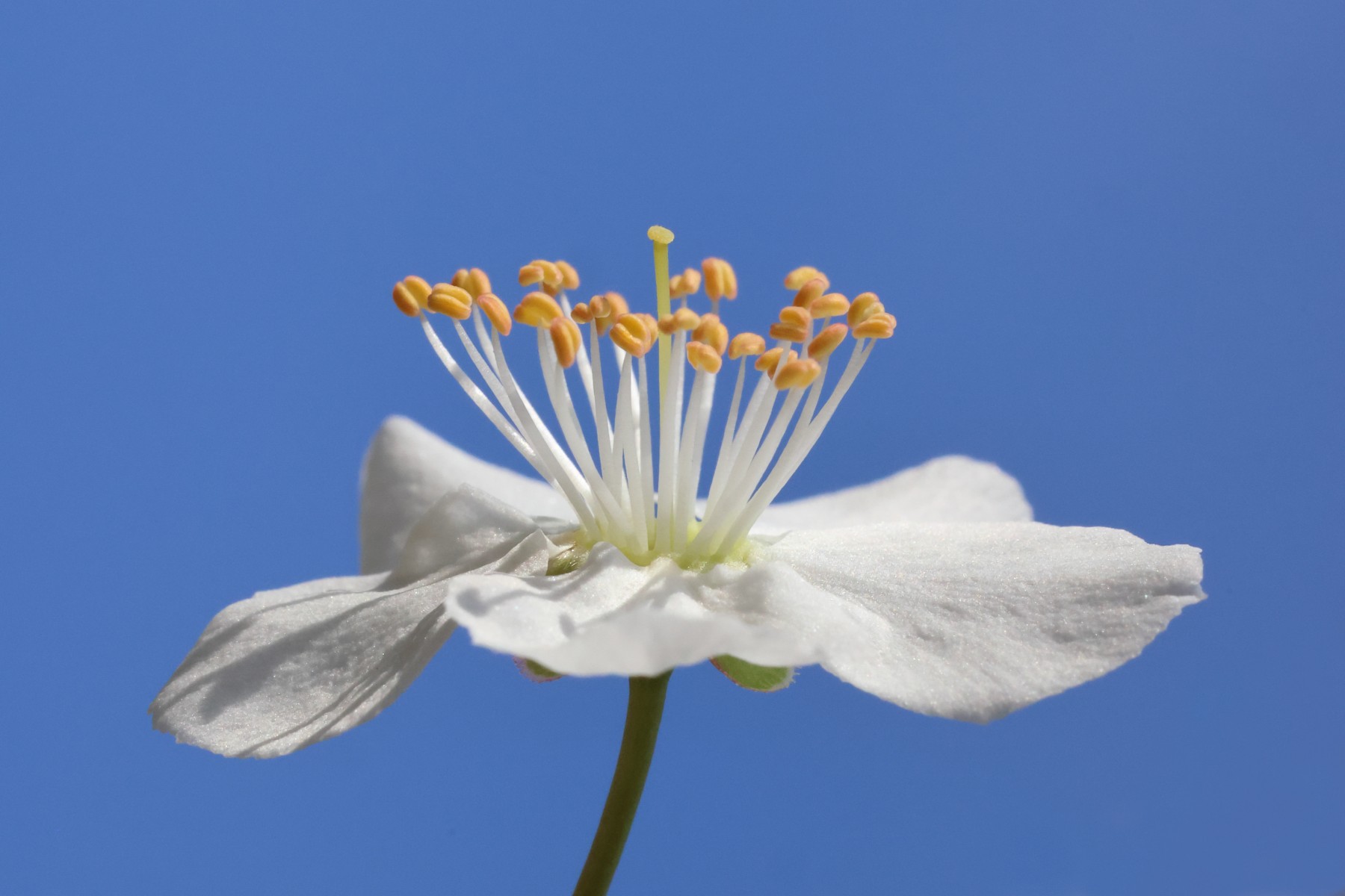 Greengage flower