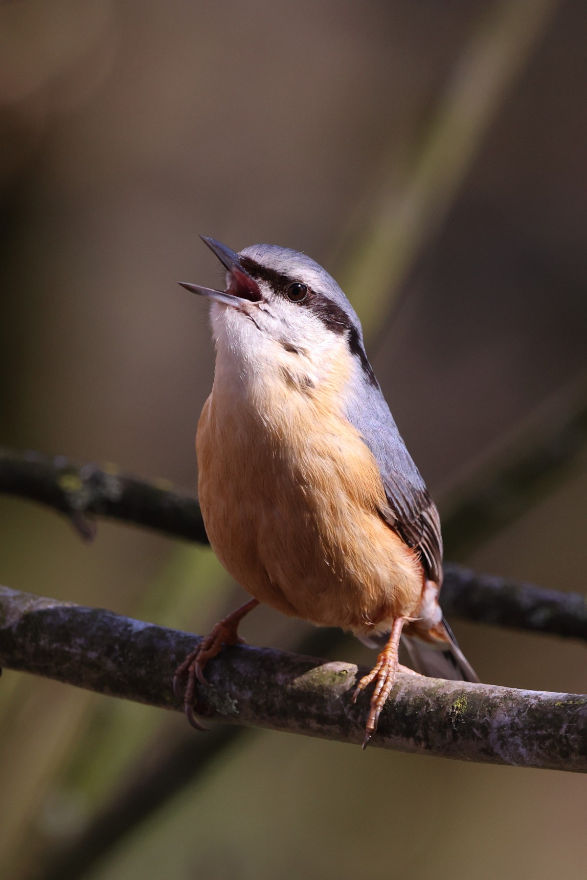  Eurasian nuthatch (Sitta europaea)