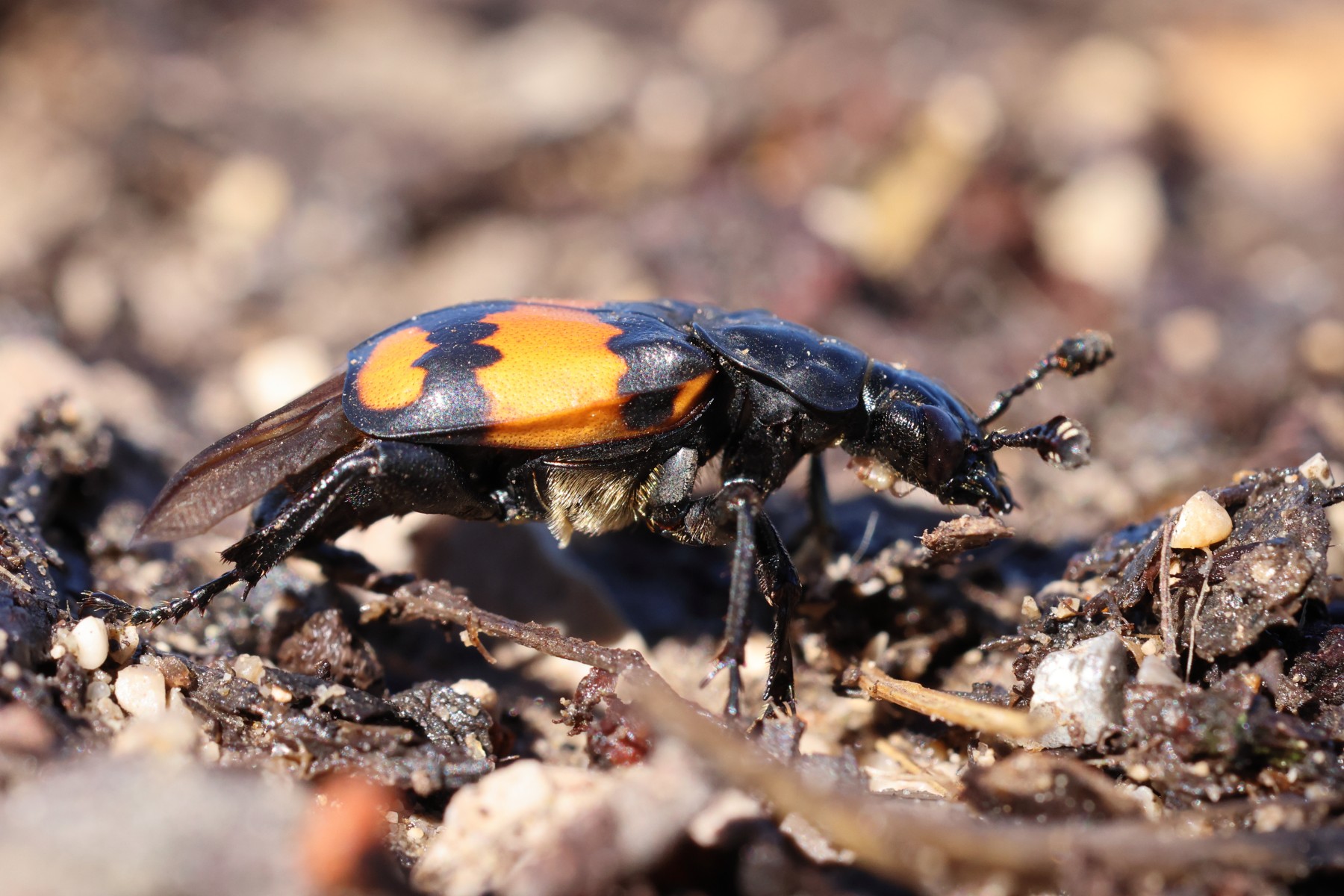Burying beetle (Nicrophorus)