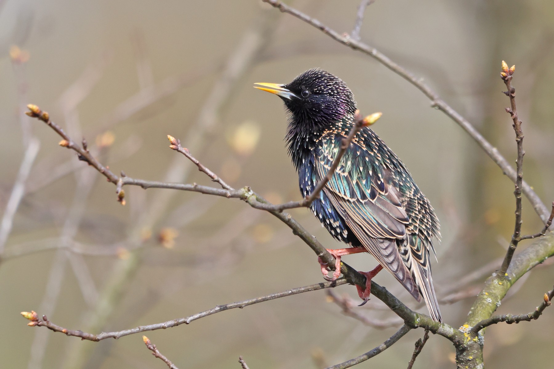 Common starling (Sturnus vulgaris)