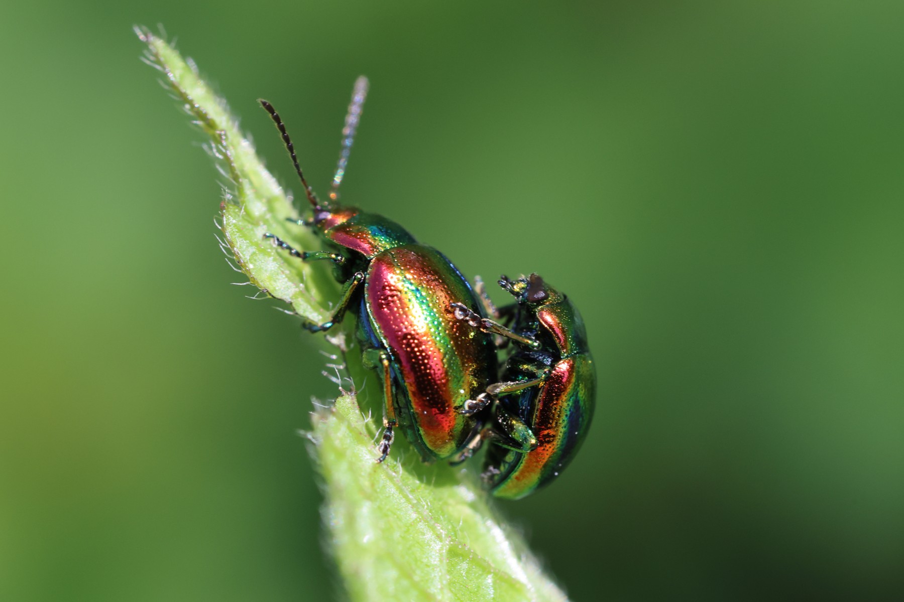 Chrysolina fastuosa