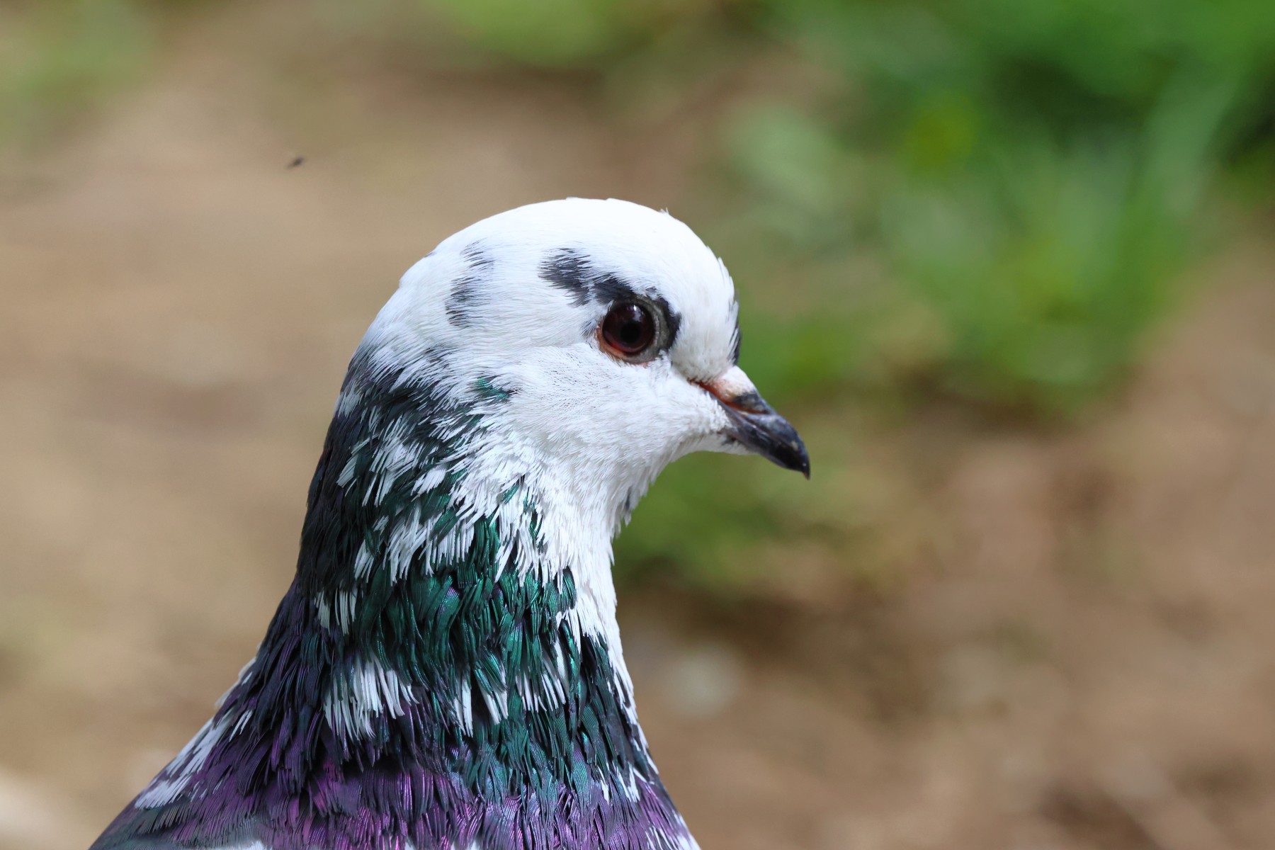 Pigeon
