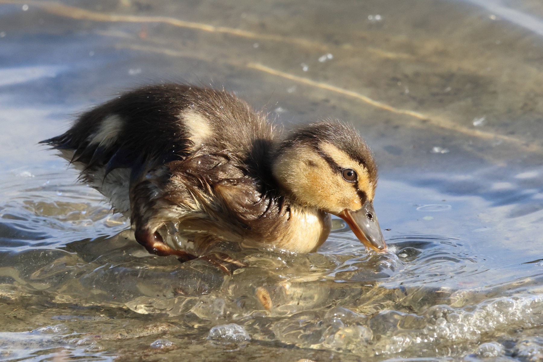 Mallard juvenile