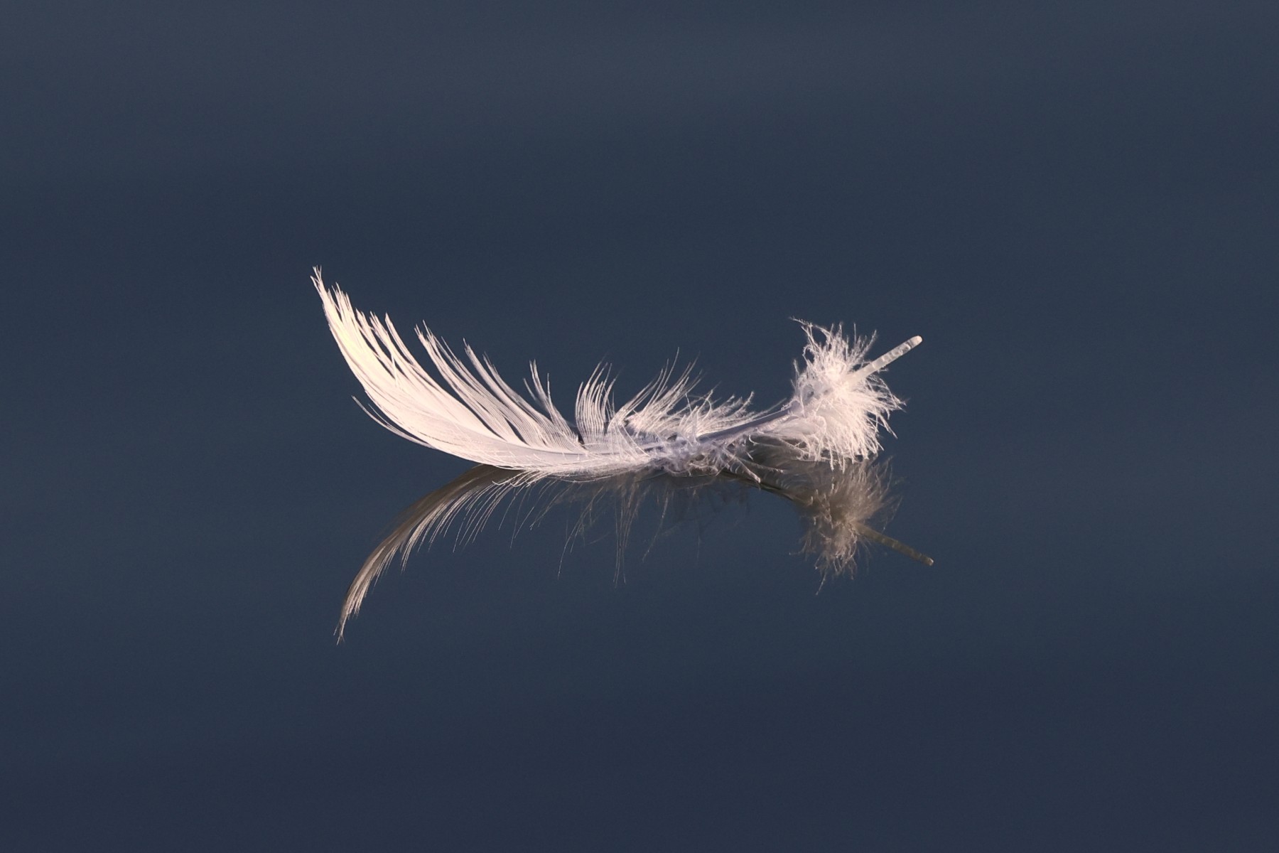 Swan feather