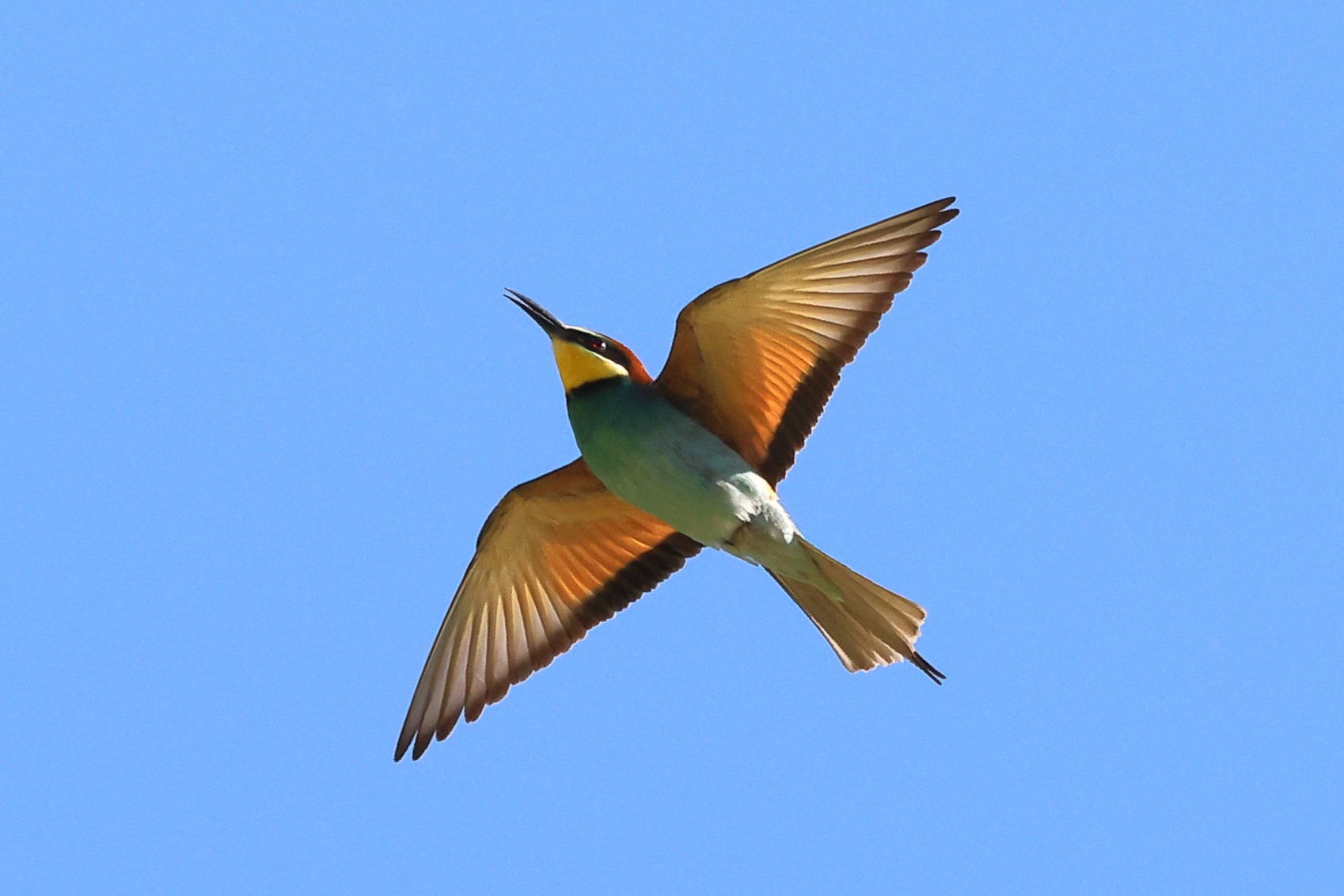 European bee-eater (Merops apiaster)