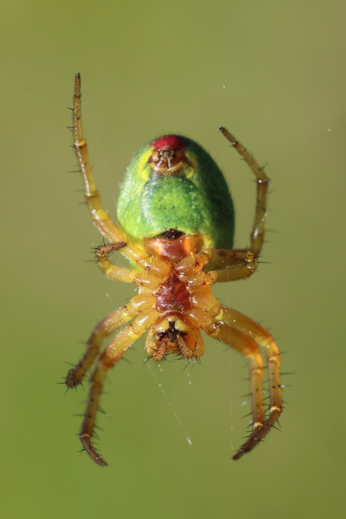 Cucumber green spider (Araniella cucurbitina)