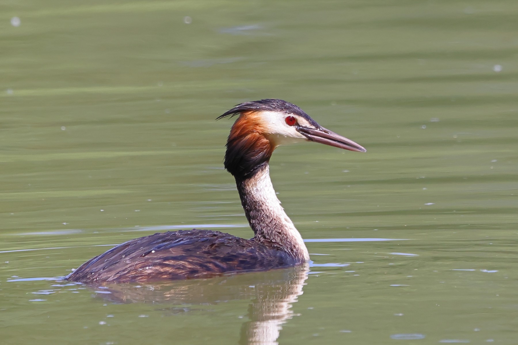 Great crested grebe (Podiceps cristatus)