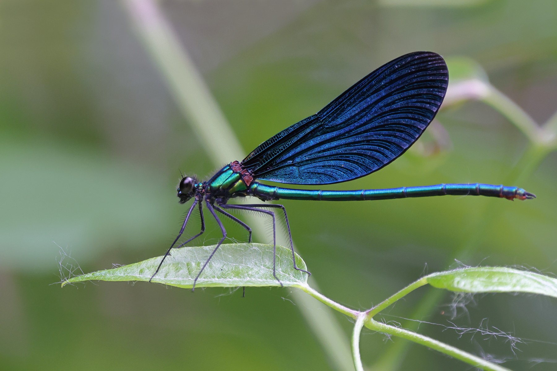 Beautiful demoiselle (Calopteryx virgo)