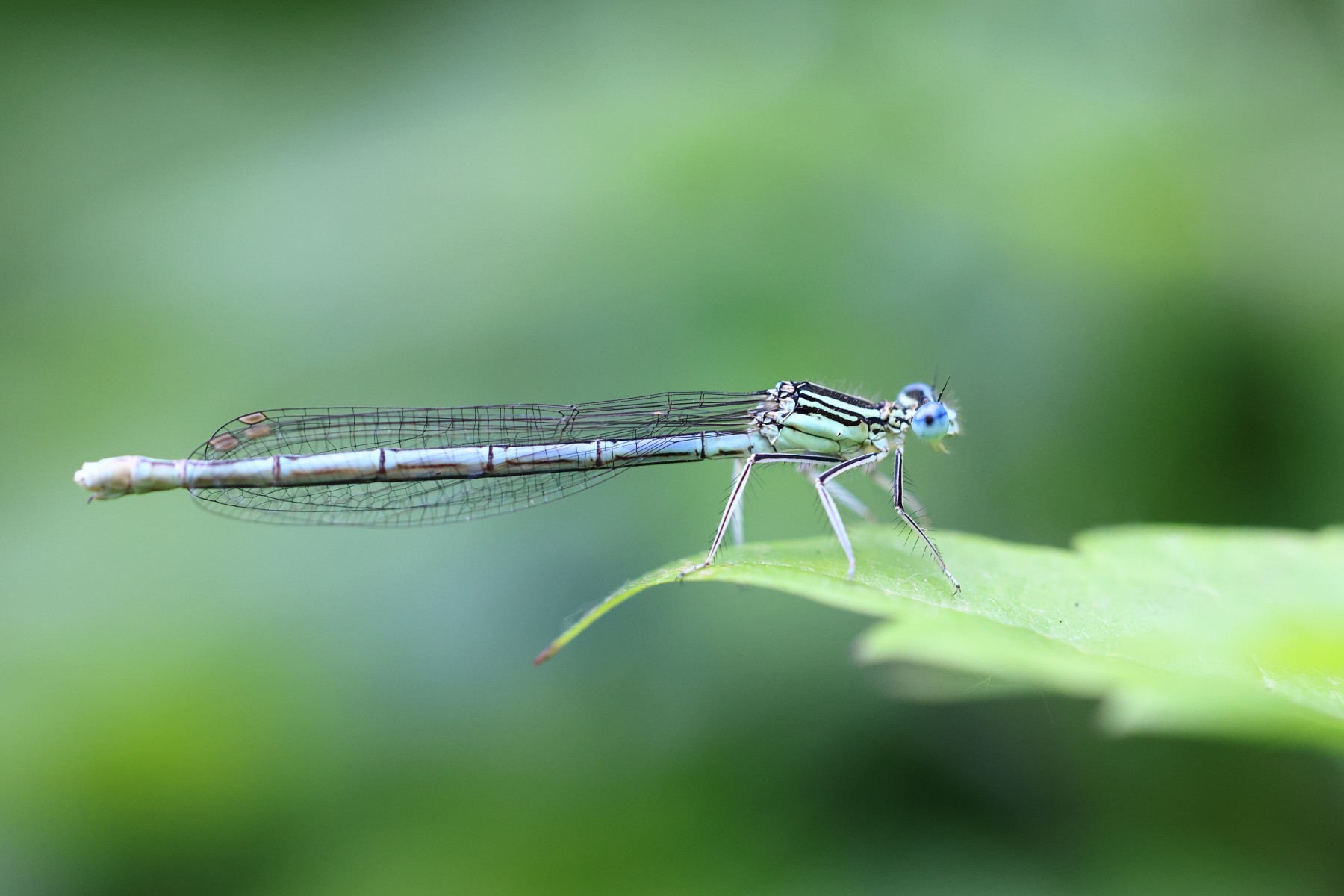 White-legged damselfly (Platycnemis pennipes)