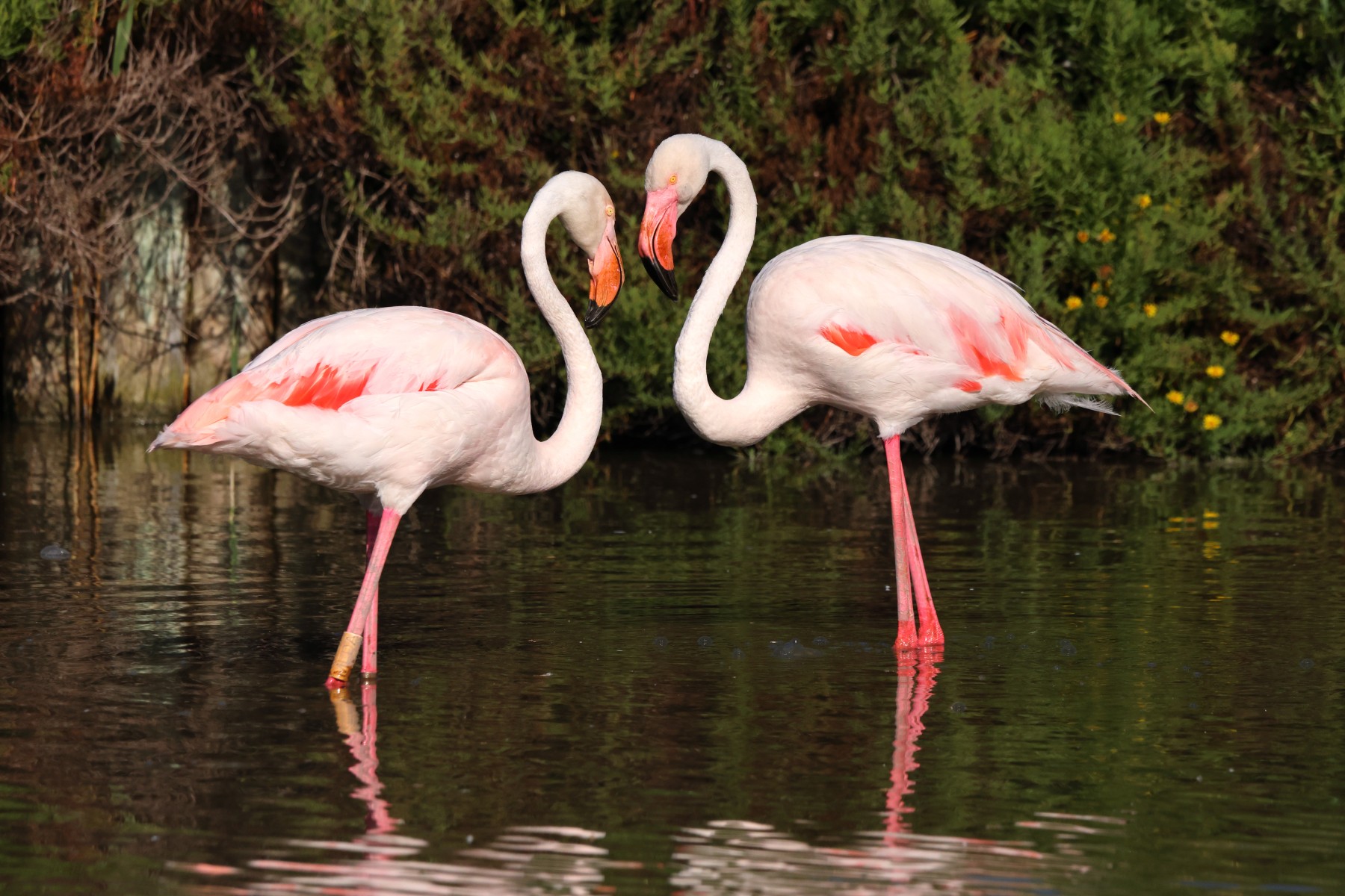 Flamingos