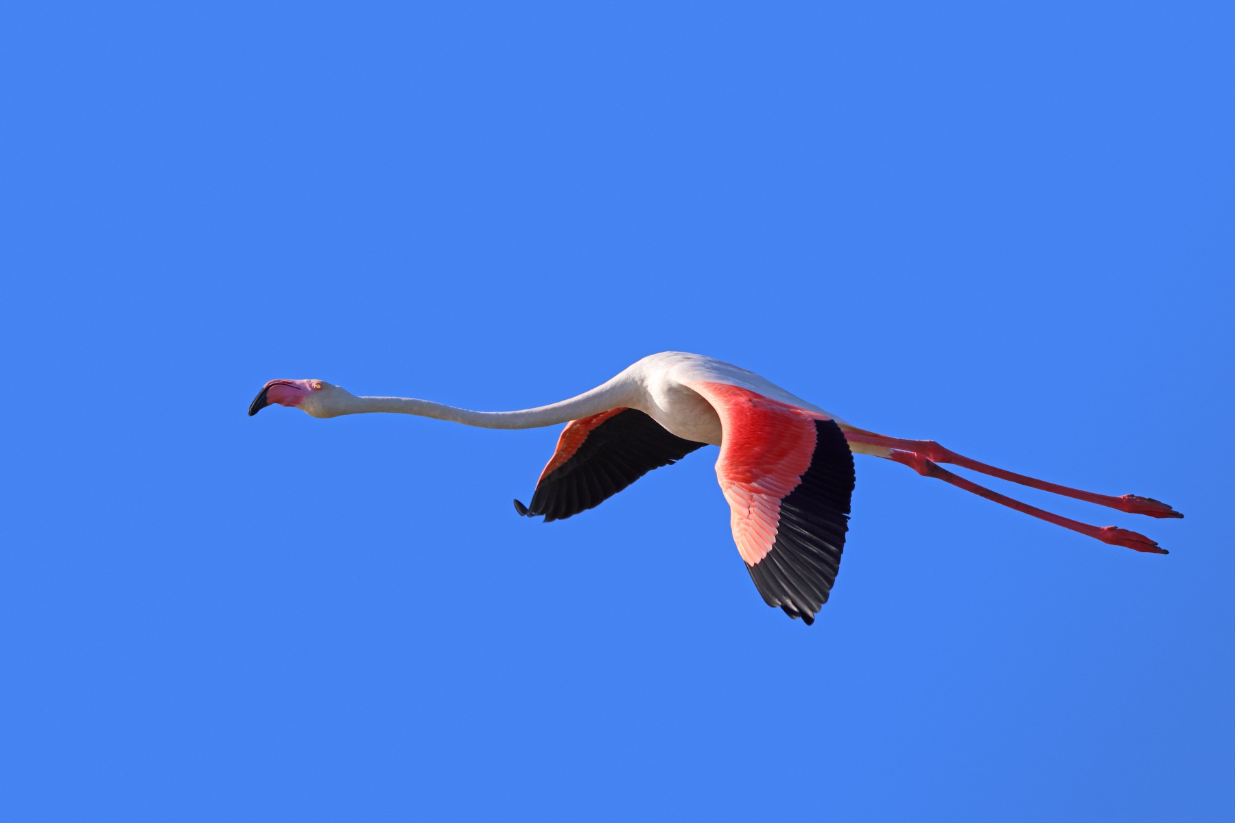 Flamingo flying