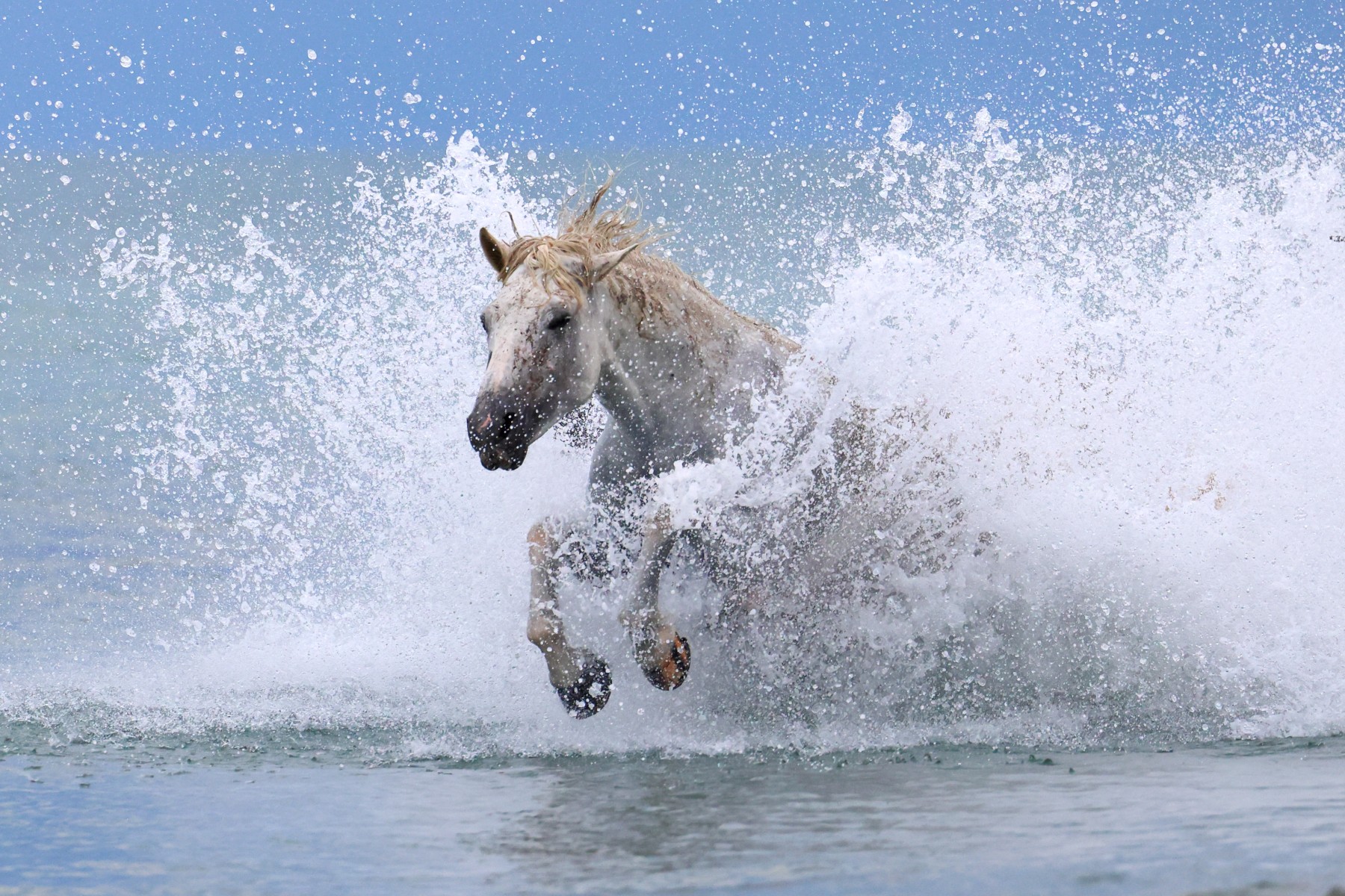 Camargue horse