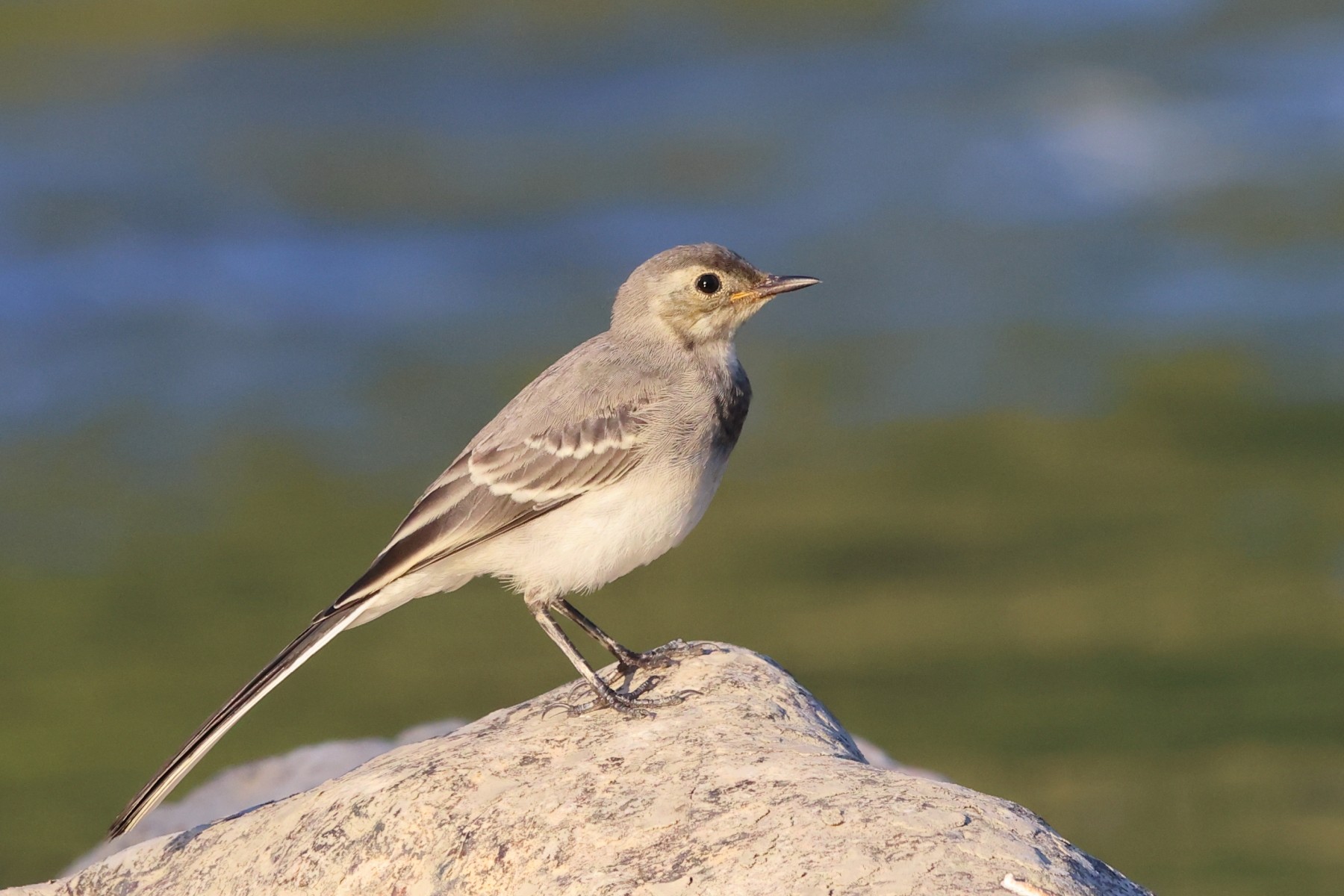 White wagtail (Motacilla alba)