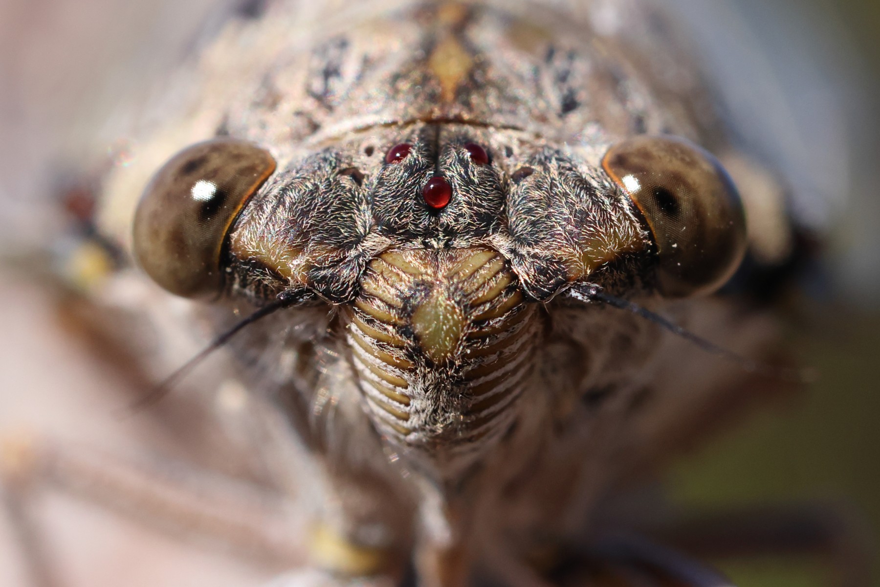 Ash cicada (Cicada orni)