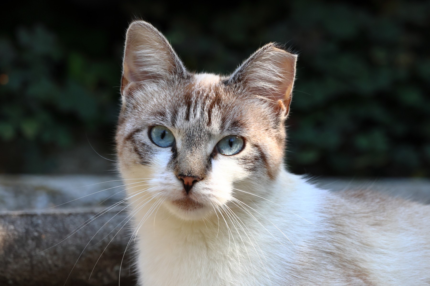 Cat with a shortened ear