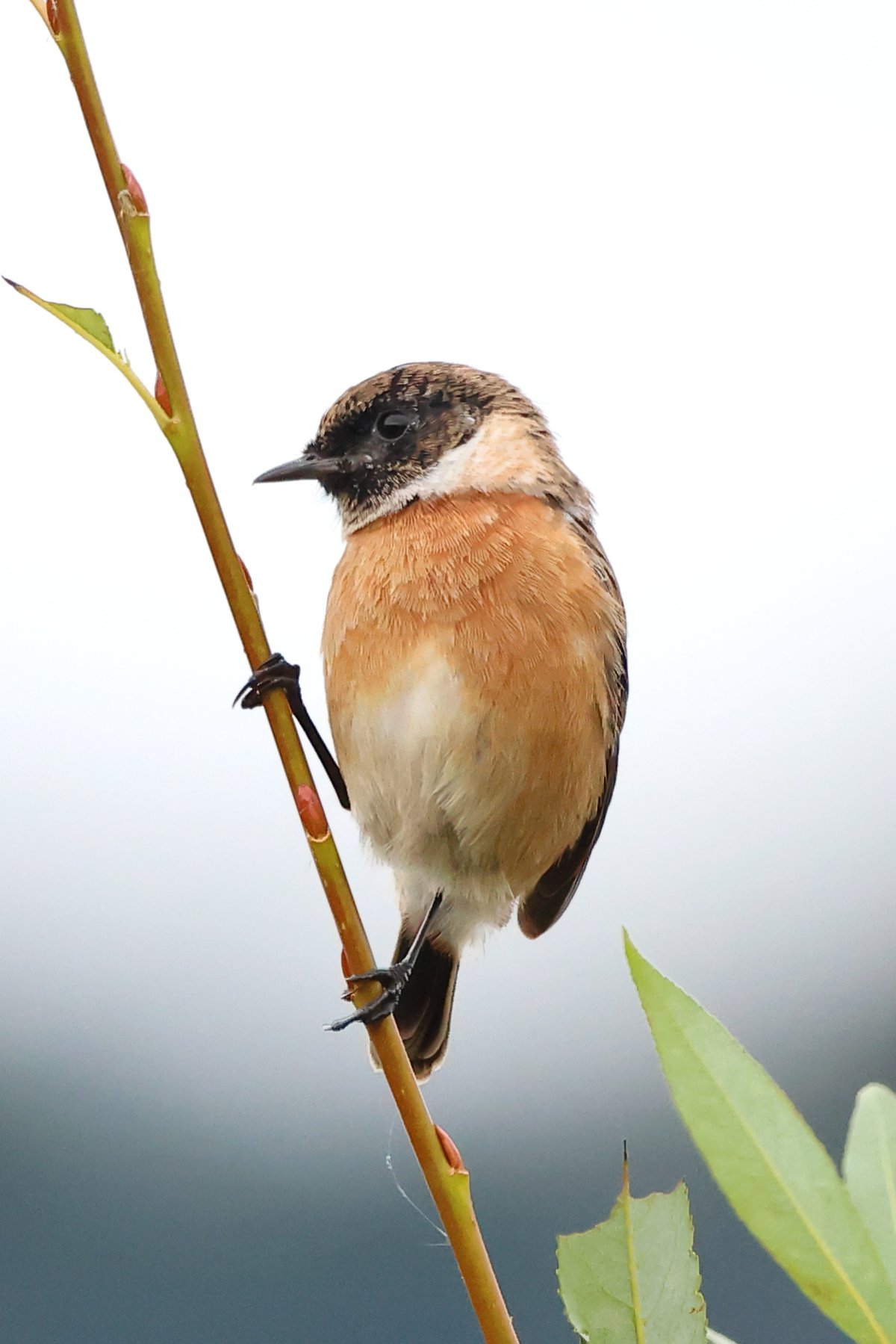 Common stonechat (Saxicola torquatus)