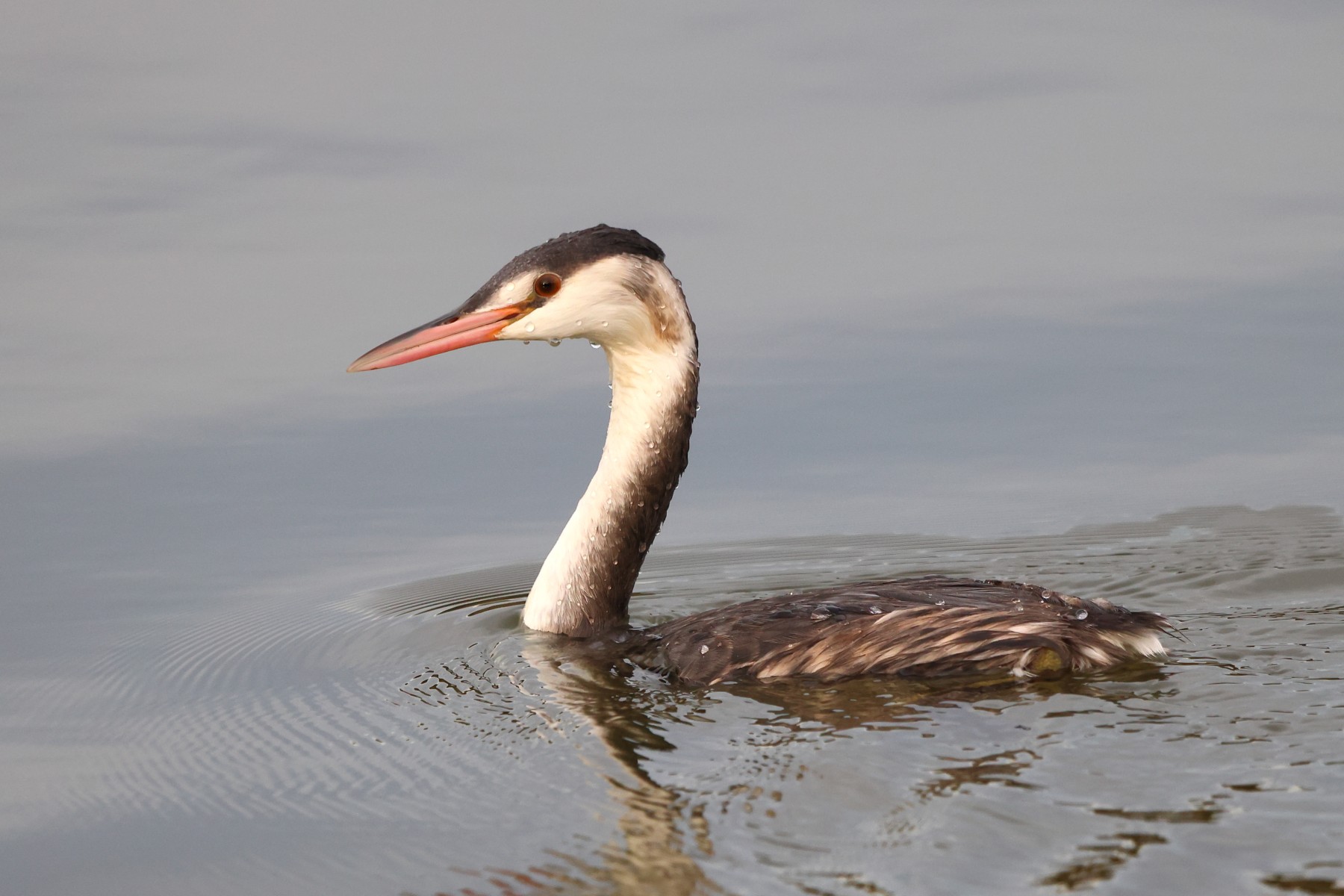 Great crested grebe (Podiceps cristatus)