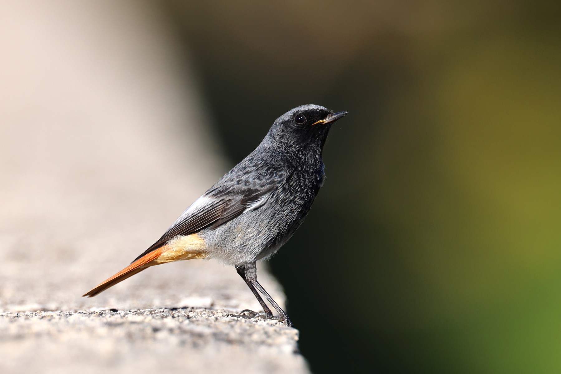 Black redstart (Phoenicurus ochruros)