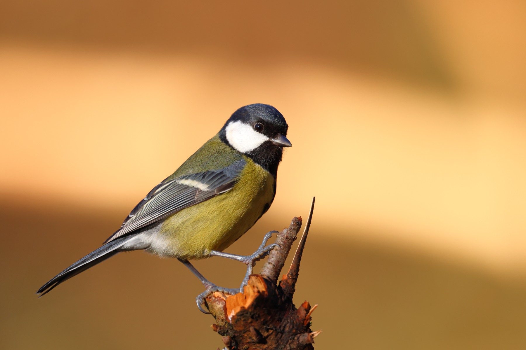 Great tit (Parus major)