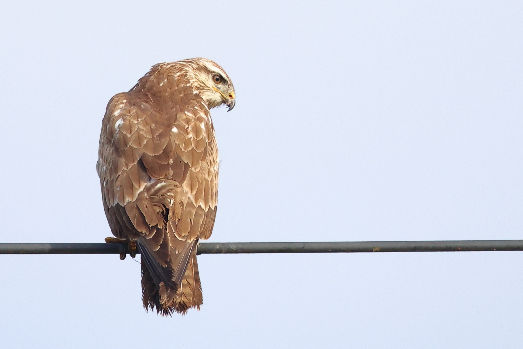 Common buzzard (Buteo buteo)