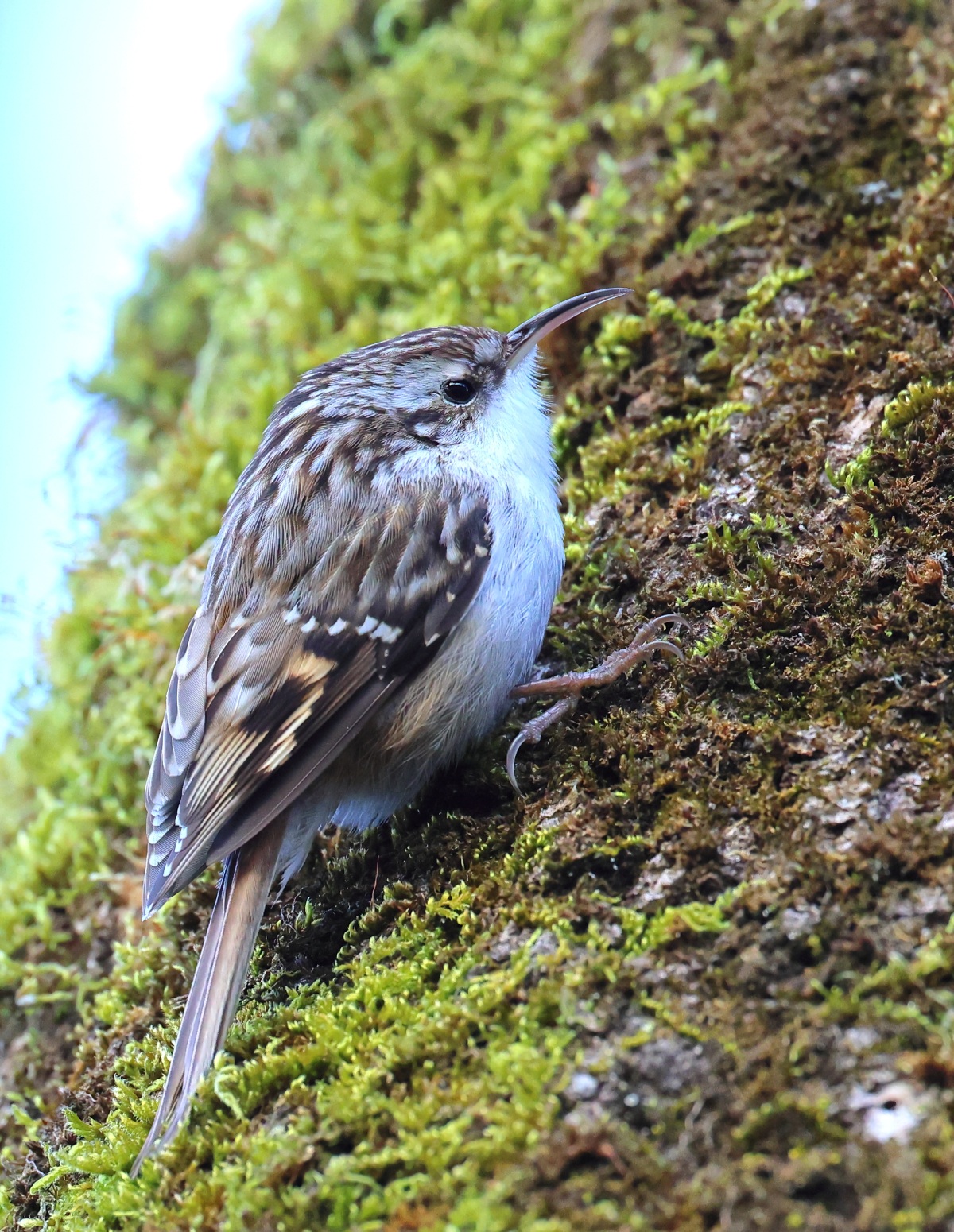 Short-toed treecreeper (Certhia brachydactyla)