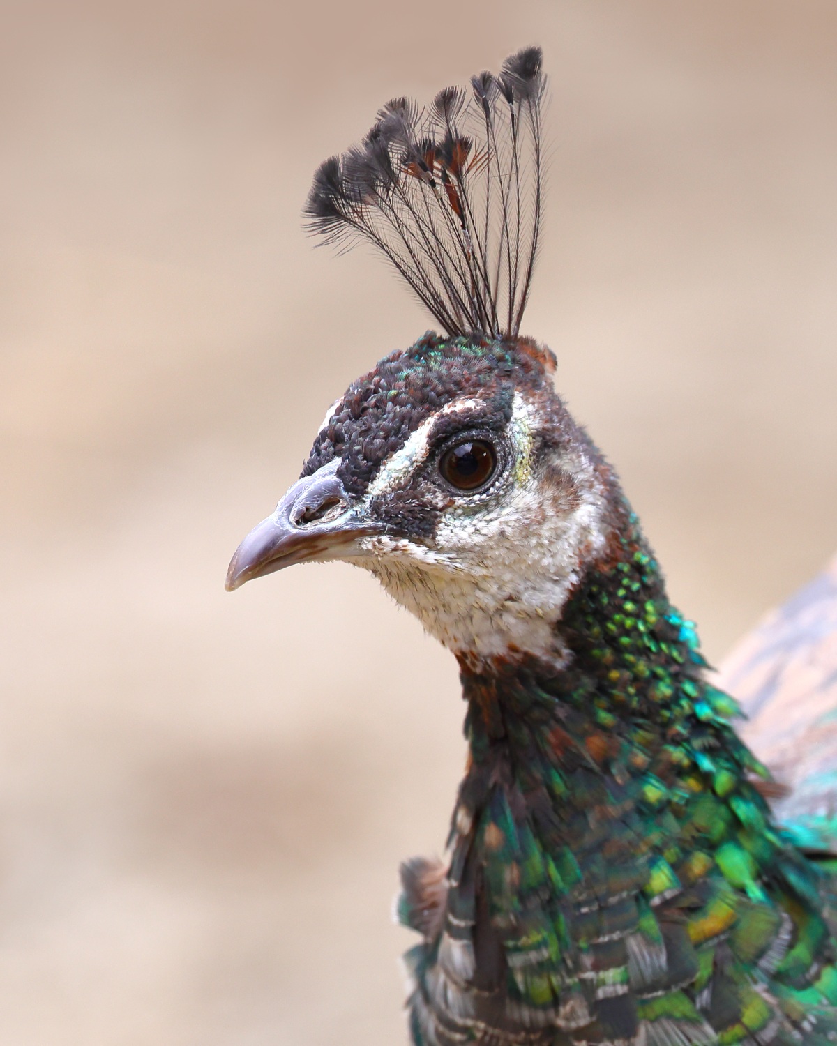 Peacock (female)