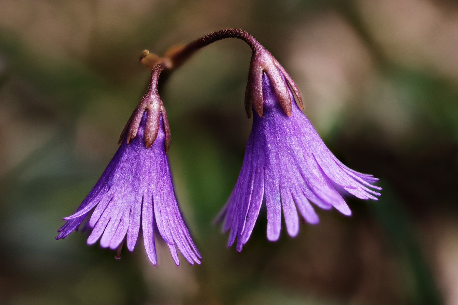 Alpine snowbell (Soldanella alpina)