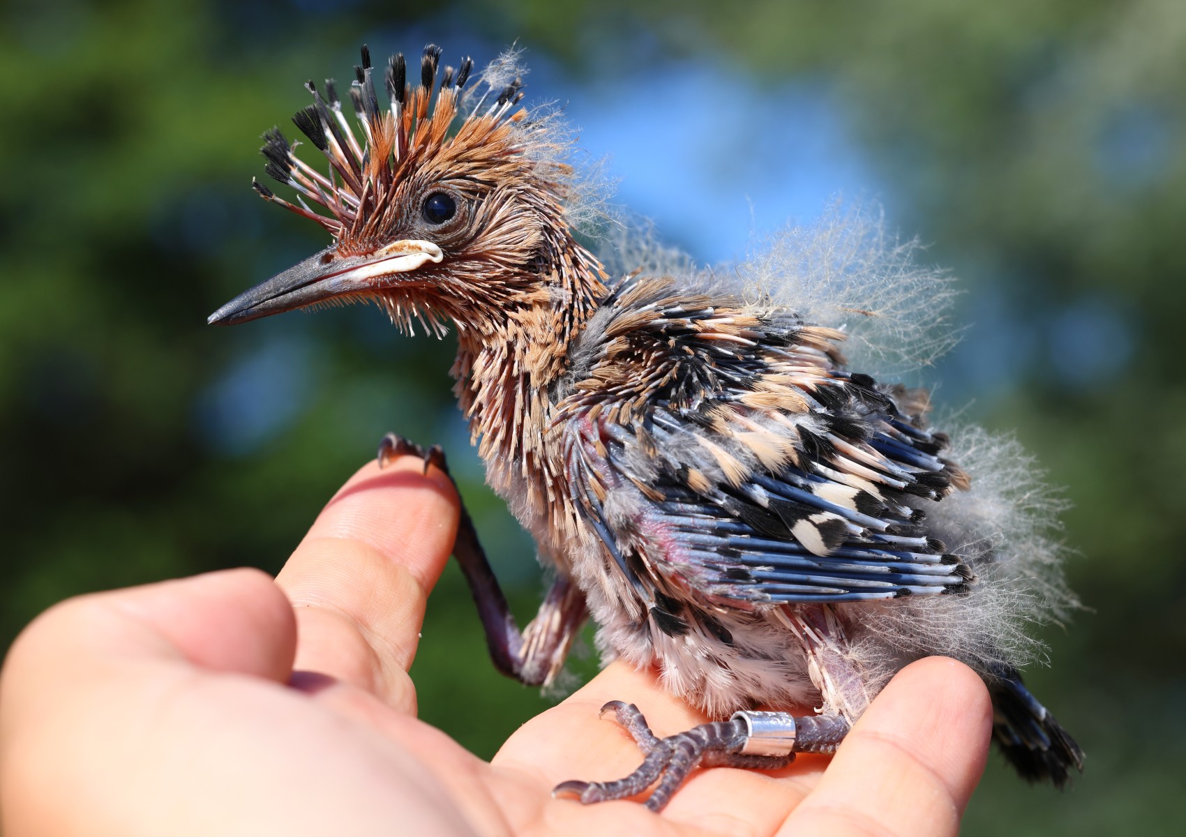 Eurasian hoopoe (Upupa epops)