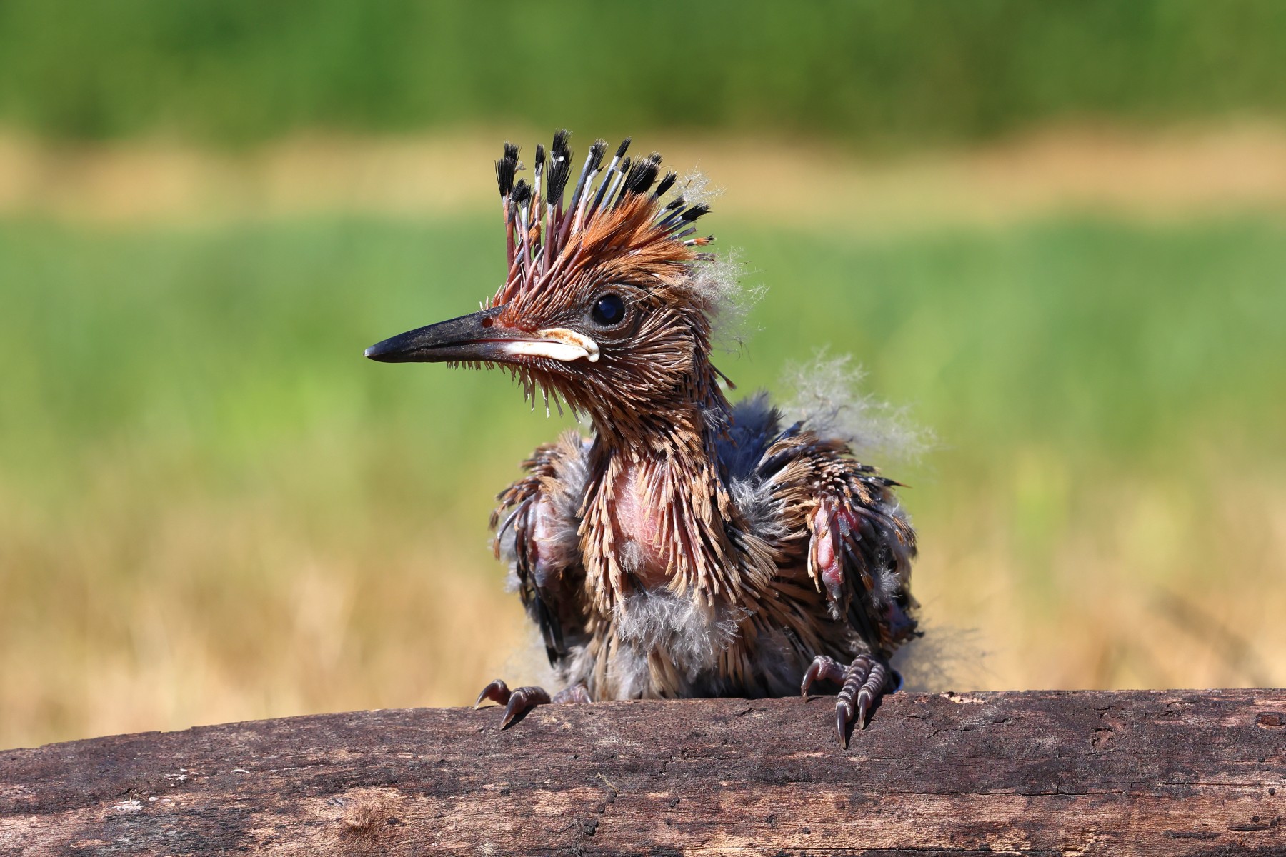 Eurasian hoopoe (Upupa epops)