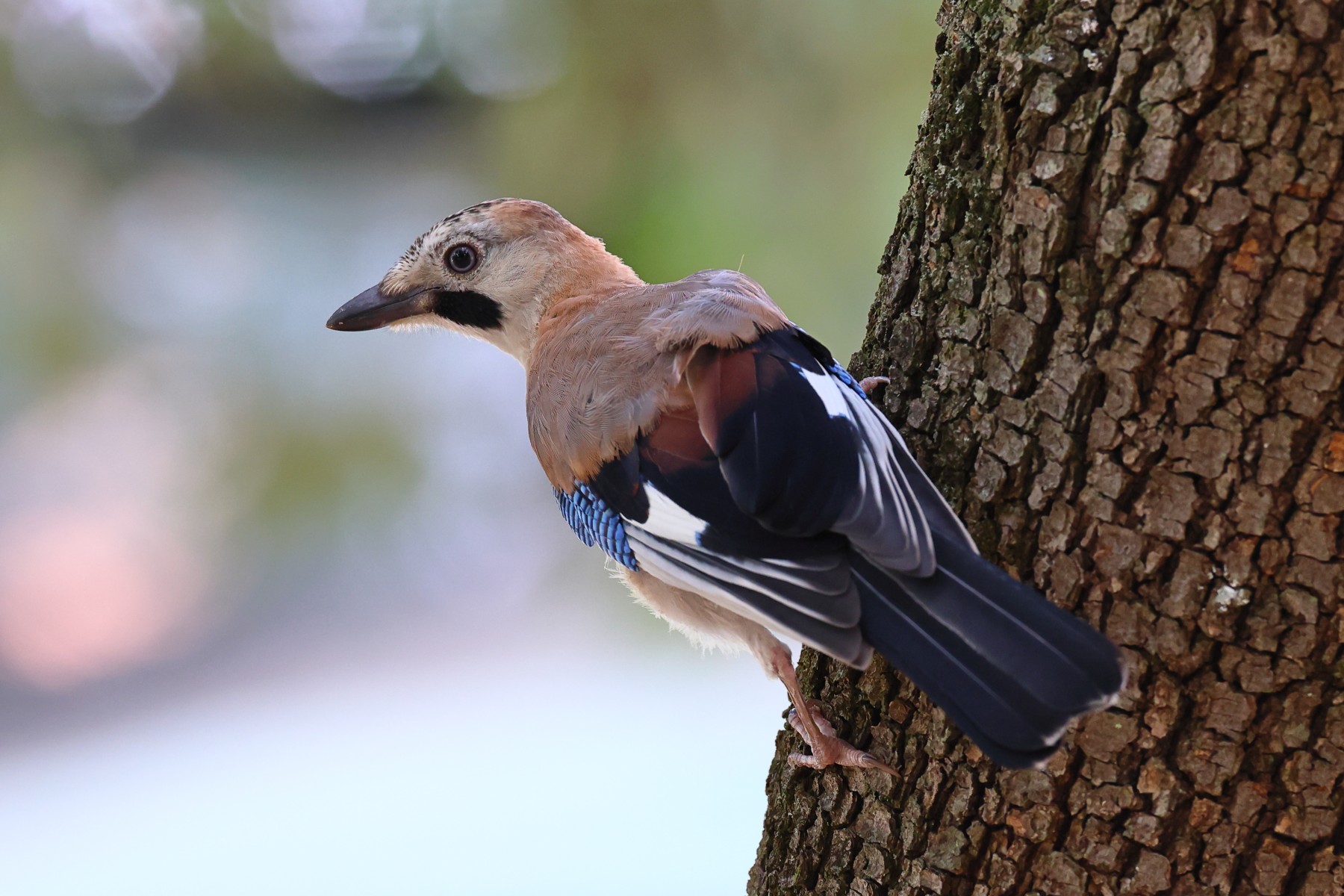 Eurasian jay (Garrulus glandarius)