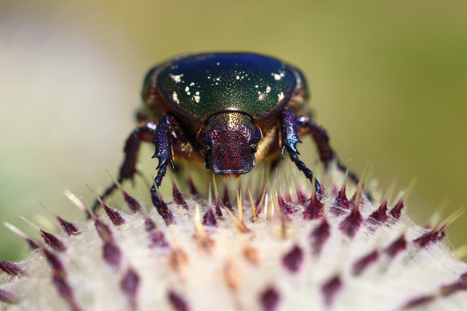 European rose chafer (Cetonia aurata) on woolly thistle (Cirsium eriophorum)