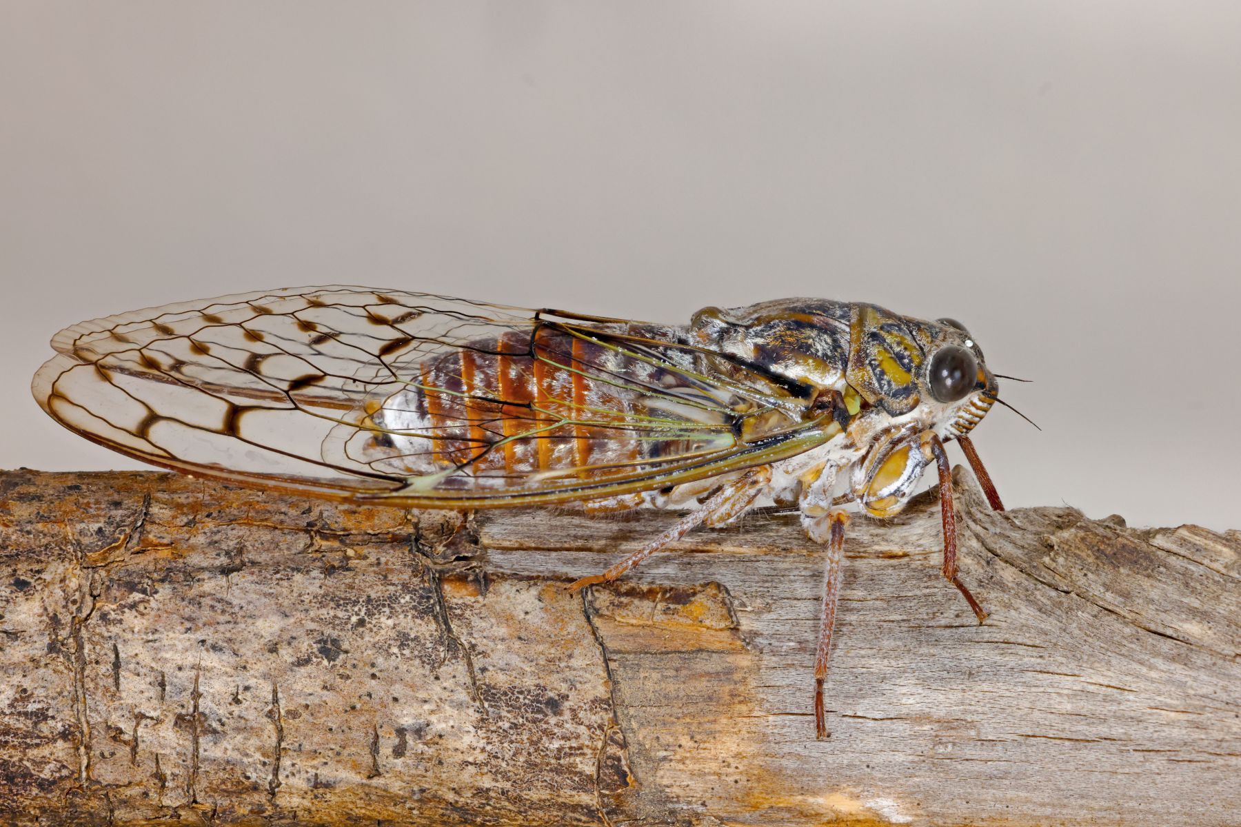 Ash cicada (Cicada orni)