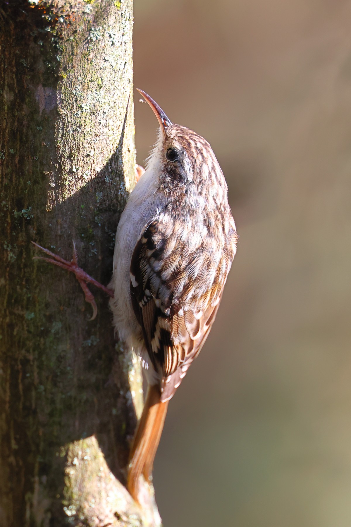 Short-toed treecreeper (Certhia brachydactyla)