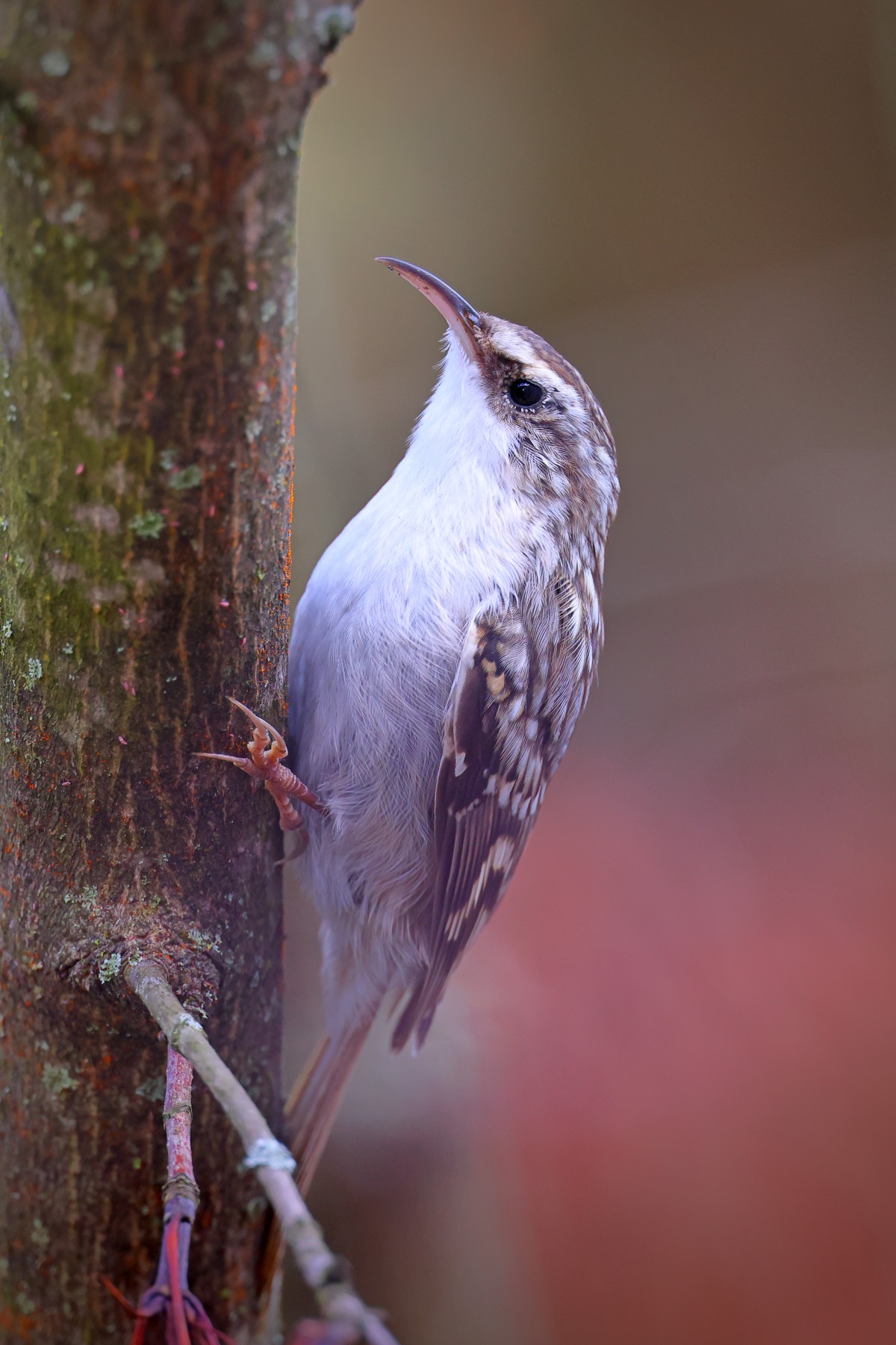 Short-toed treecreeper (Certhia brachydactyla)