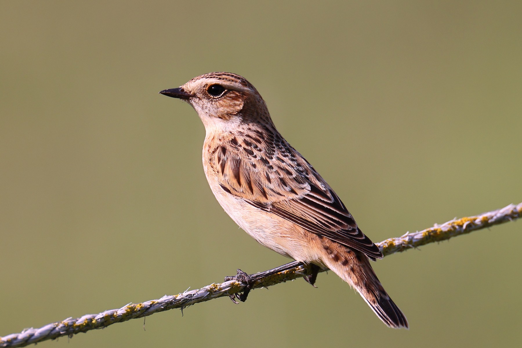 Whinchat (Saxicola rubetra)