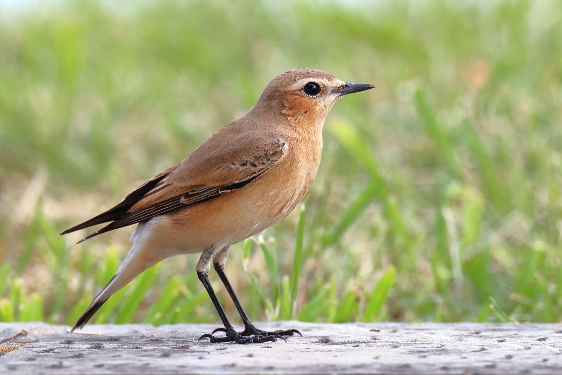 Northern wheatear (Oenanthe oenanthe)