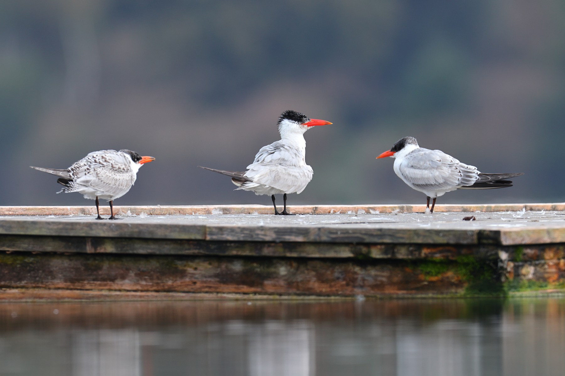 Caspian tern (Hydroprogne caspia)