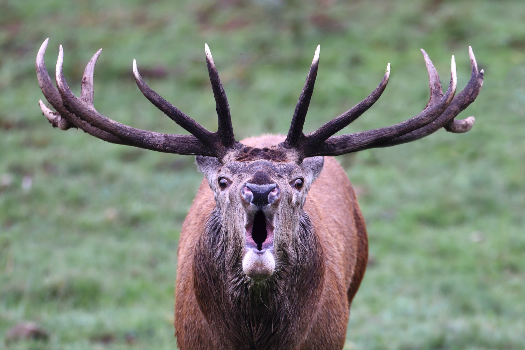 Deer