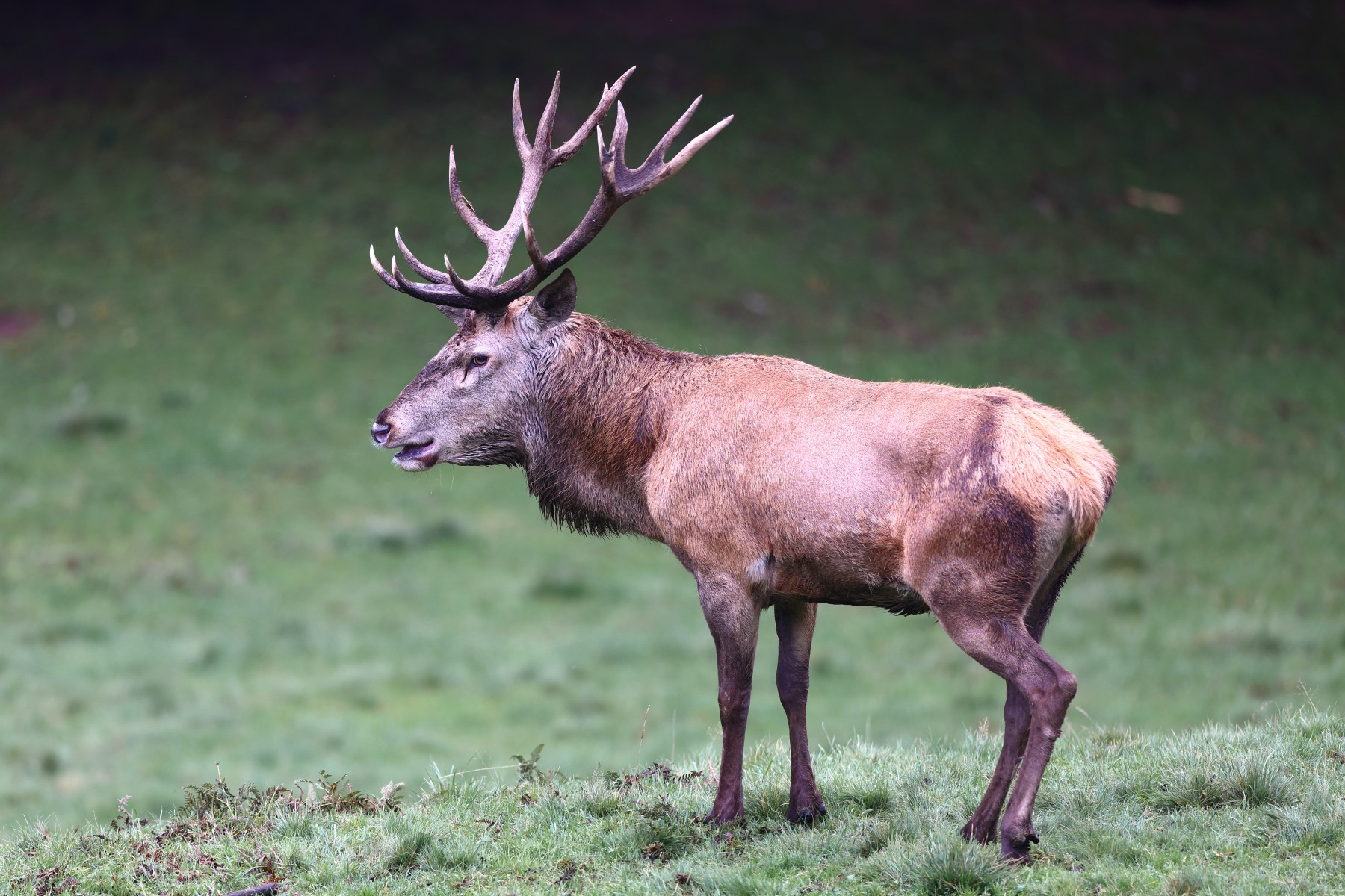 Deer