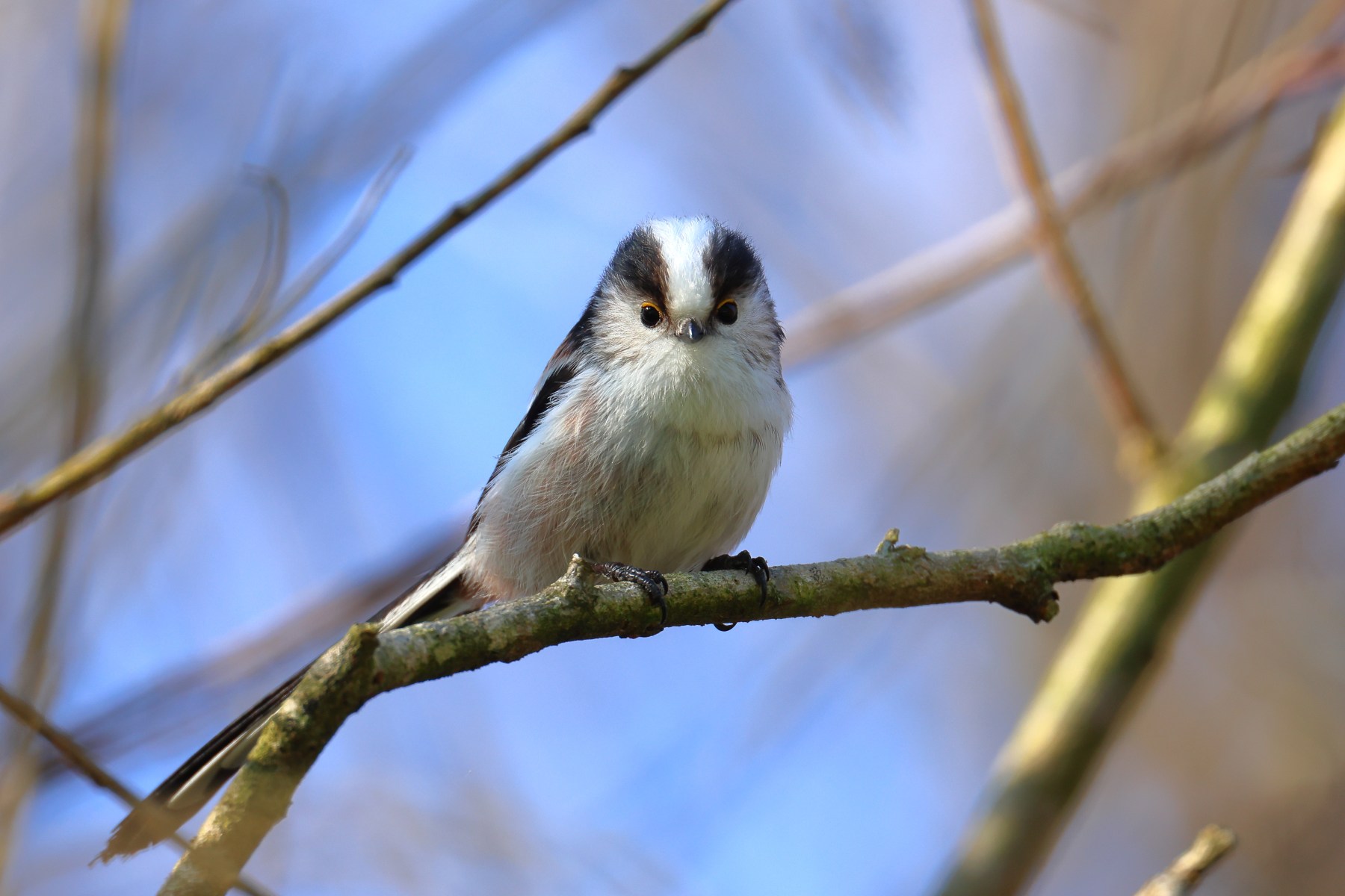 Long-tailed tit (Aegithalos caudatus)