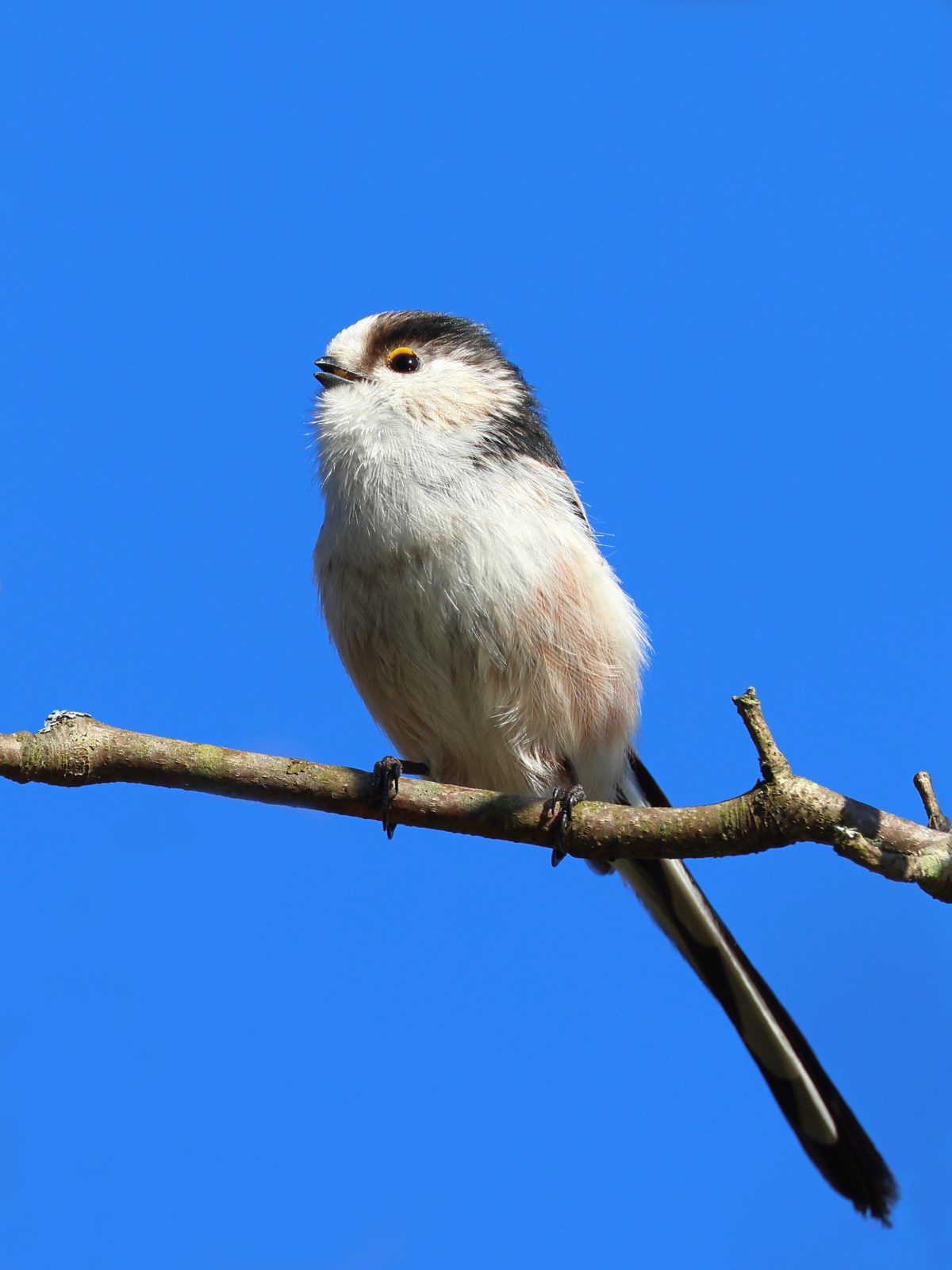 Long-tailed tit (Aegithalos caudatus)
