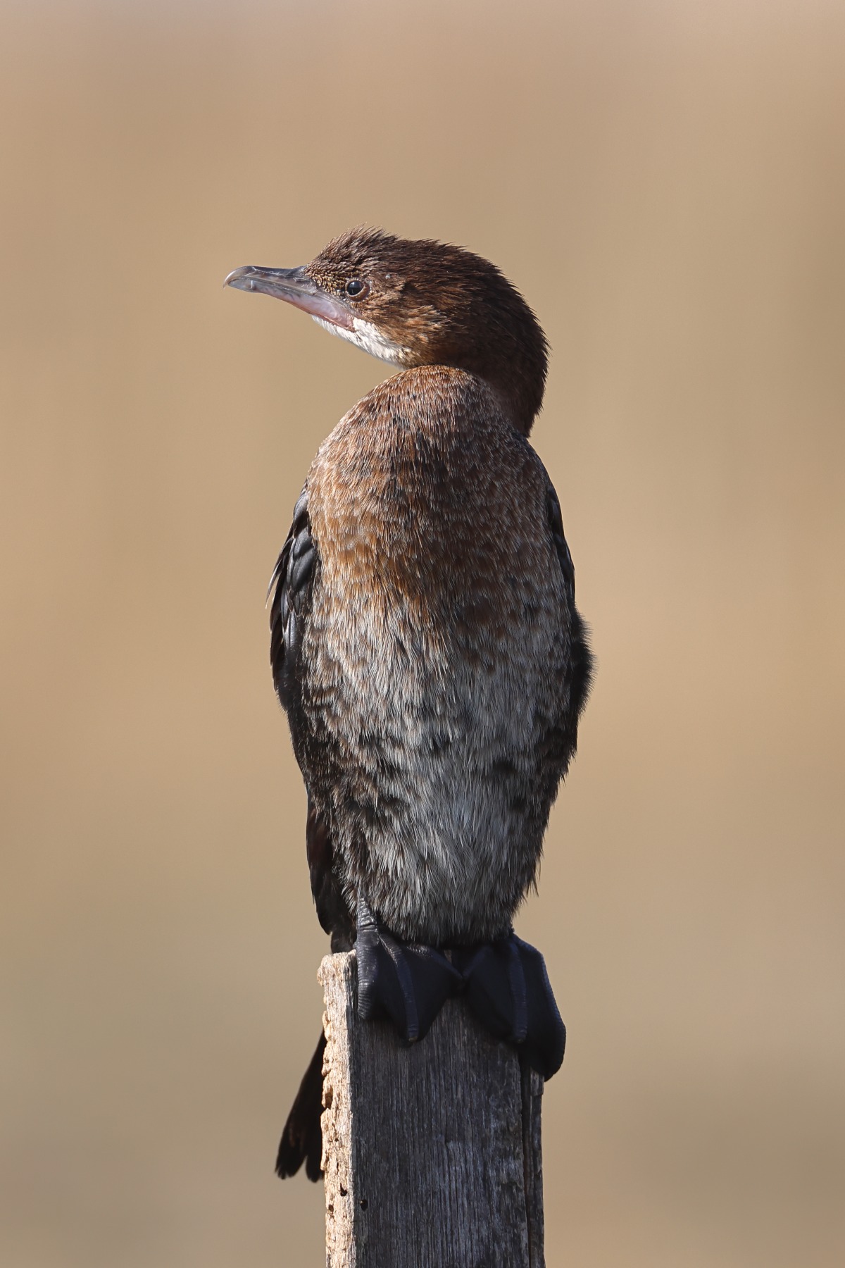 Pygmy cormorant (Microcarbo pygmaeus)
